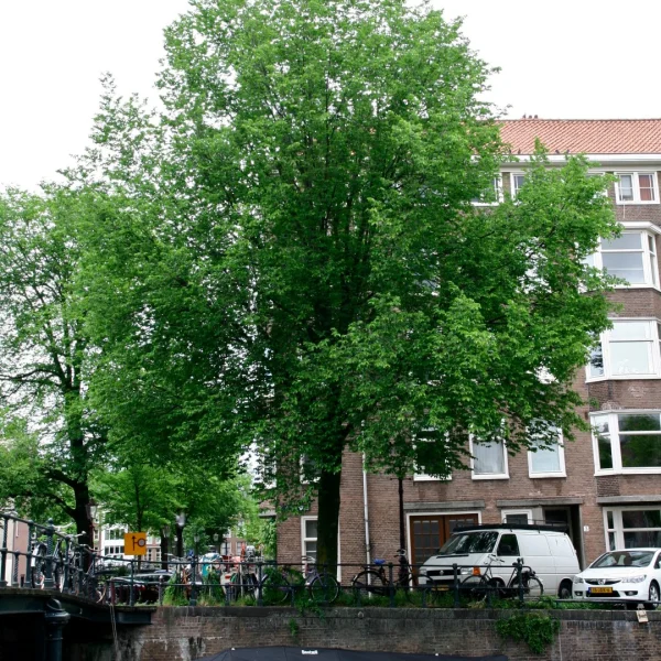 Ulmus 'Plantijn'