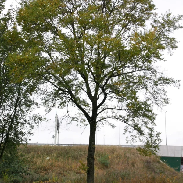 Ulmus 'Sapporo Autumn Gold'