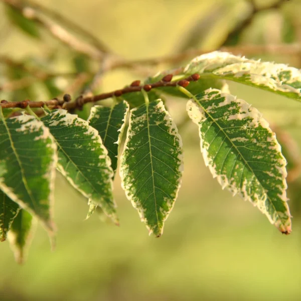 Zelkova serrata 'Variegata'