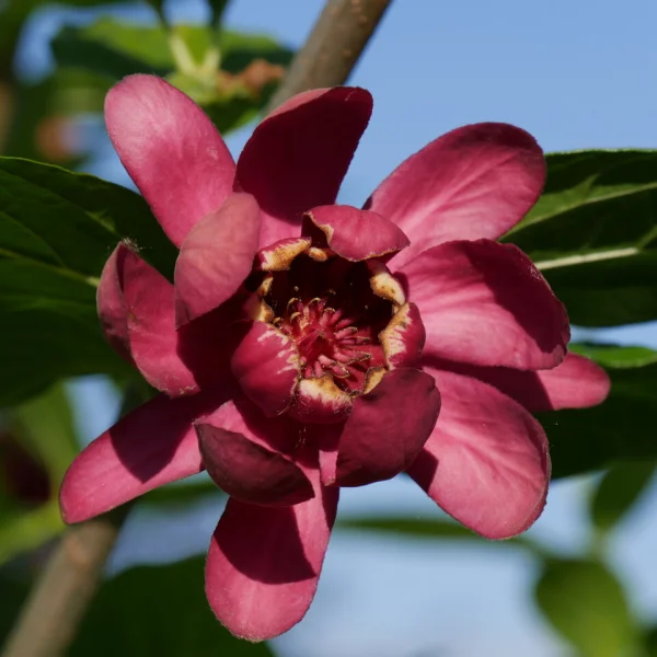Calycanthus ×raulstonii 'Aphrodite' – specerijstruik
