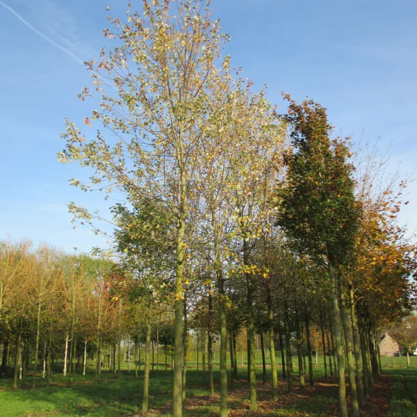 Acer ×freemanii 'Elegant'