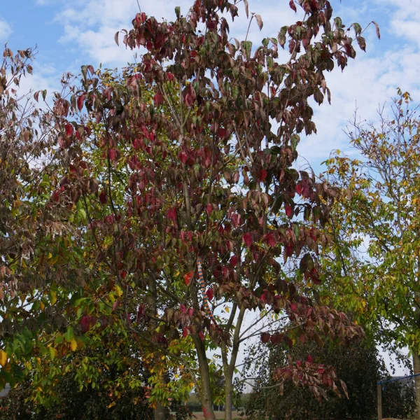 Cornus VENUS ('KN30 8')