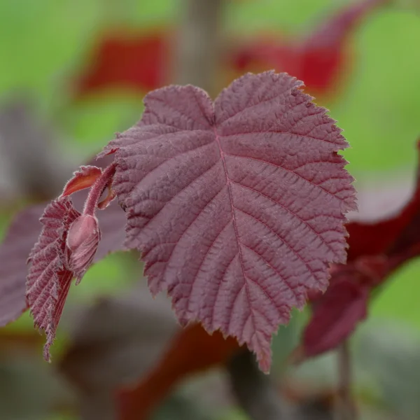 Corylus ×colurnoides 'Melchior'