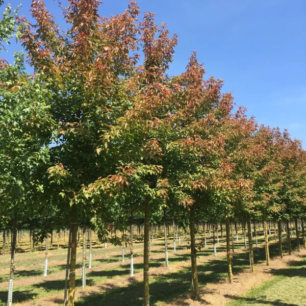 Acer negundo 'Sensation'