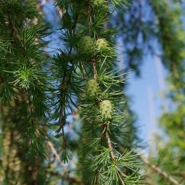 Larix kaempferi 'Pendula Boomaerts'
