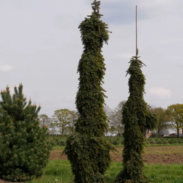 Picea omorika 'Pendula'