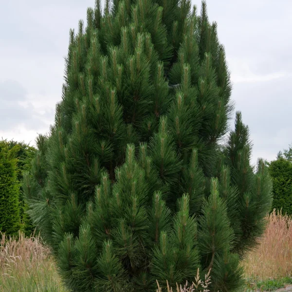 Pinus nigra 'Sinfonia'