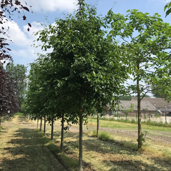 Fagus sylvatica 'Grandidentata'