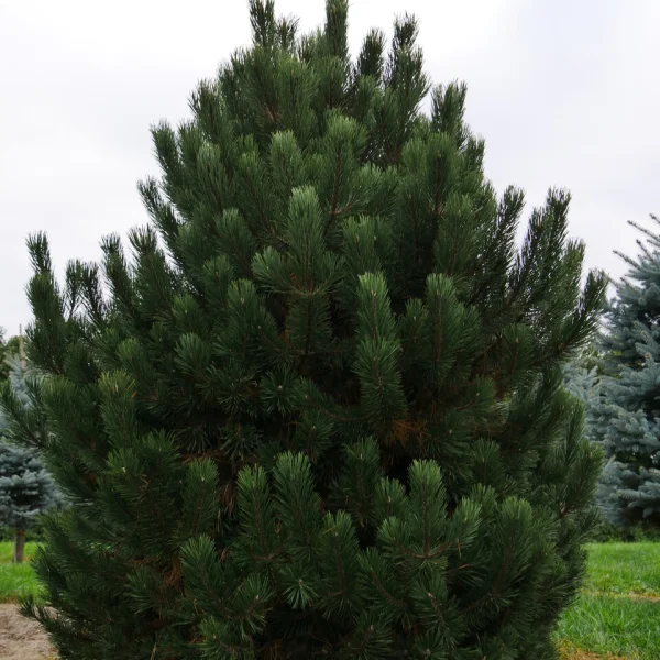 Pinus mugo subsp. uncinata