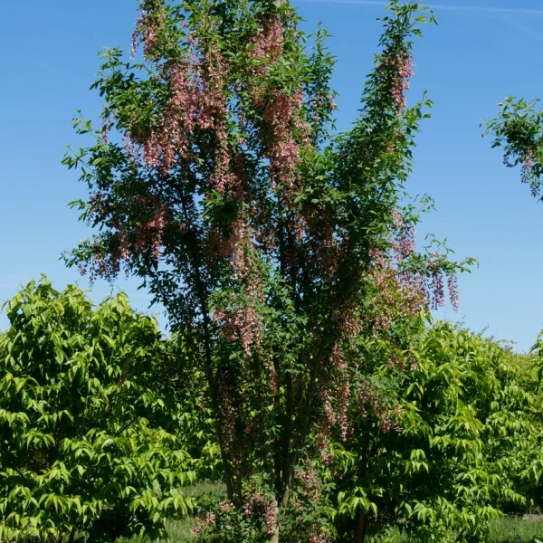 Laburnocytisus adamii