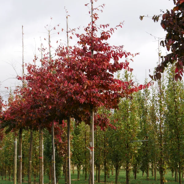 Parrotia persica – Perzisch ijzerhout