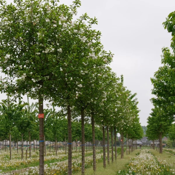 Prunus cerasus 'Rhexii' – Morel (cv)