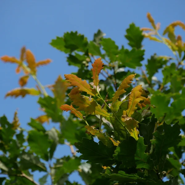 Quercus ×macdanielii HERITAGE ('Clemons')