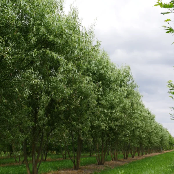 Salix babylonica 'Tortuosa' – Kronkelwilg