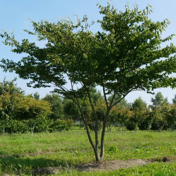Zelkova schneideriana