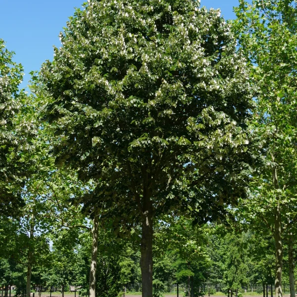Tilia tomentosa – Zilverlinde